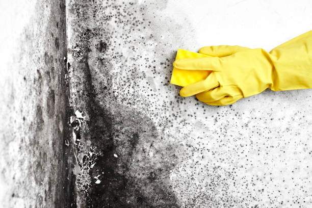 Best Black Mold Remediation in Lake Dallas, TX