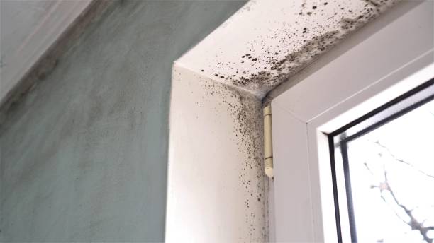 Best Commercial Mold Remediation in Lake Dallas, TX