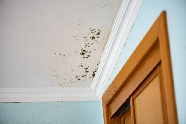 Best Mold Remediation for Schools in Lake Dallas, TX