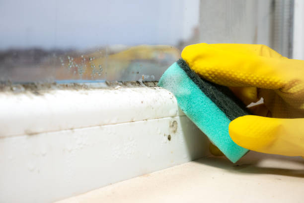 Best HVAC Mold Remediation in Lake Dallas, TX