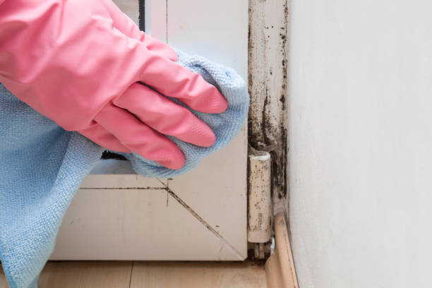 Best Health and Safety Mold Remediation in Lake Dallas, TX
