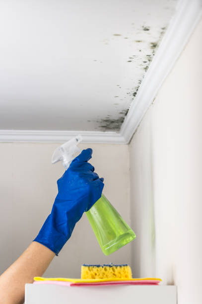 Best DIY Mold Remediation Support Services in Lake Dallas, TX